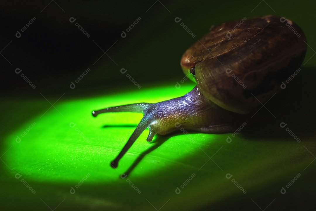 Caracol na folha verde na natureza, Animal close-up macro concentrado