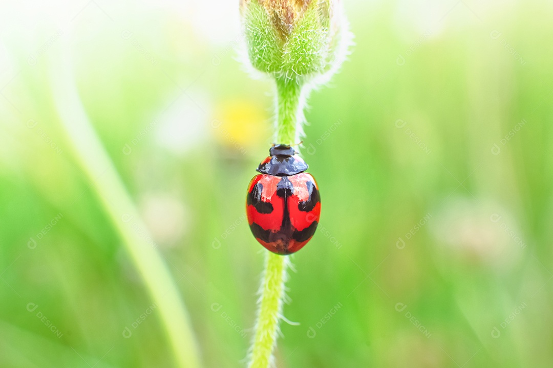 A joaninha vermelha empoleirada em um galho de margarida tridax na natureza