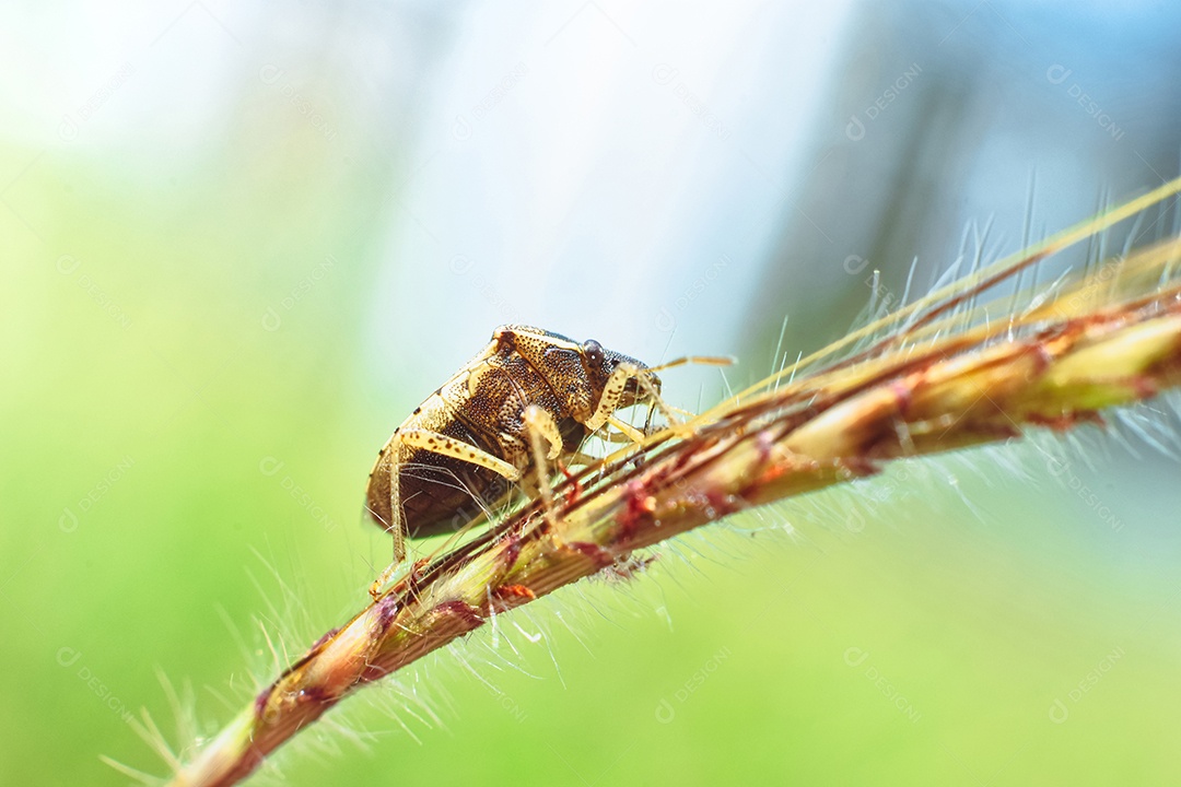 O percevejo empoleirado em um galho de grama no prado da natureza