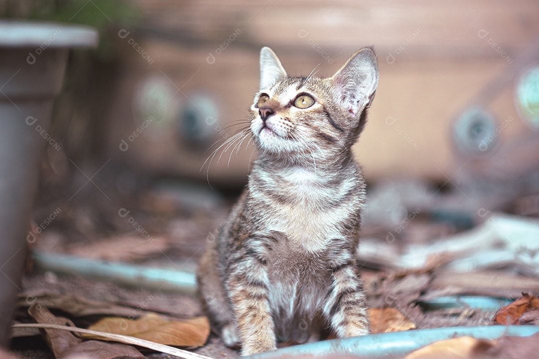Feche acima do gato malhado sentado e olha para cima
