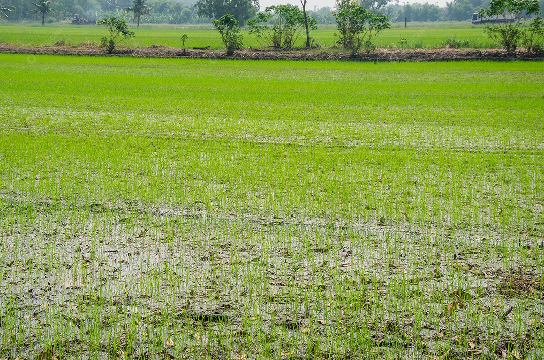 Campo de arroz grama verde.