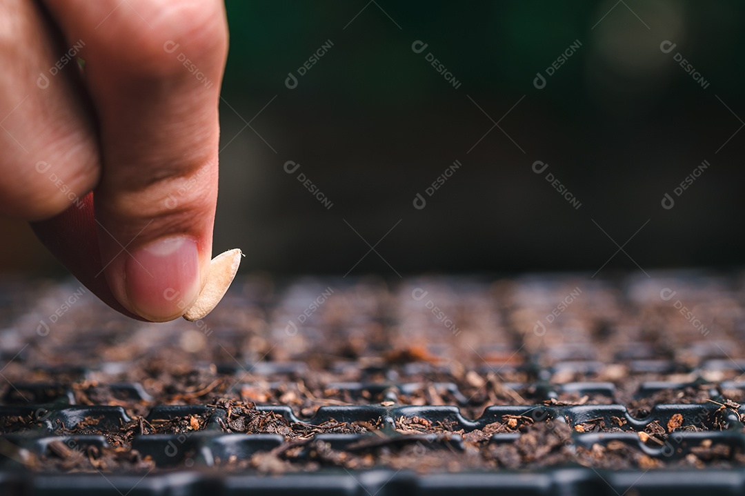 Cultive legumes e frutas em bandejas de plantio. crescente