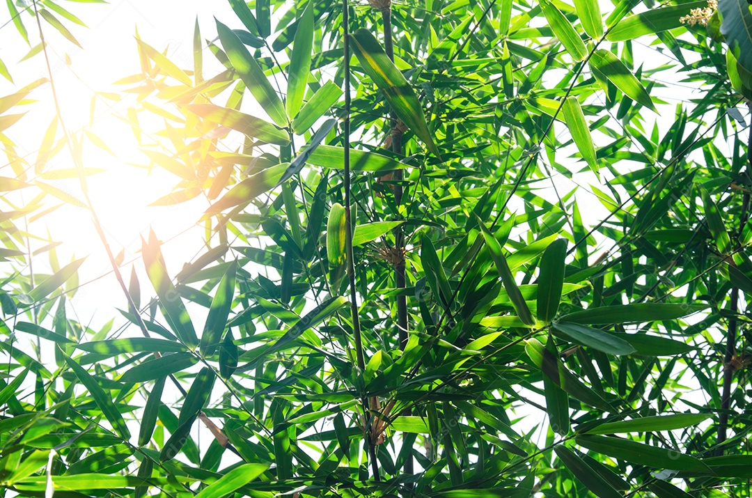 Bambu deixa fundos naturais.