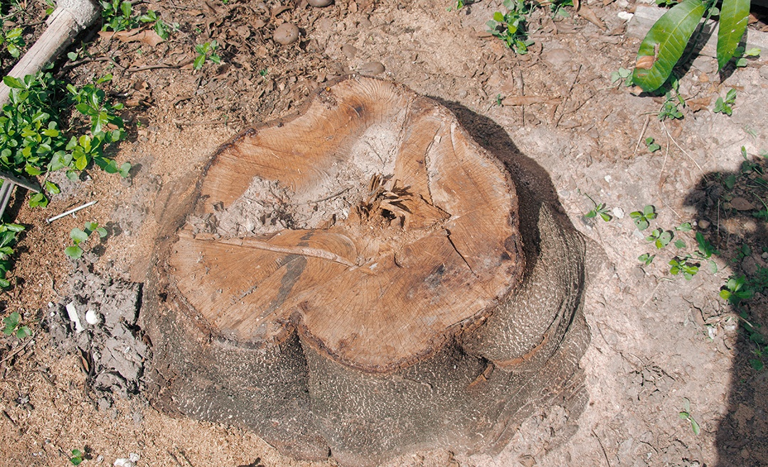 Tronco de árvore no parque.
