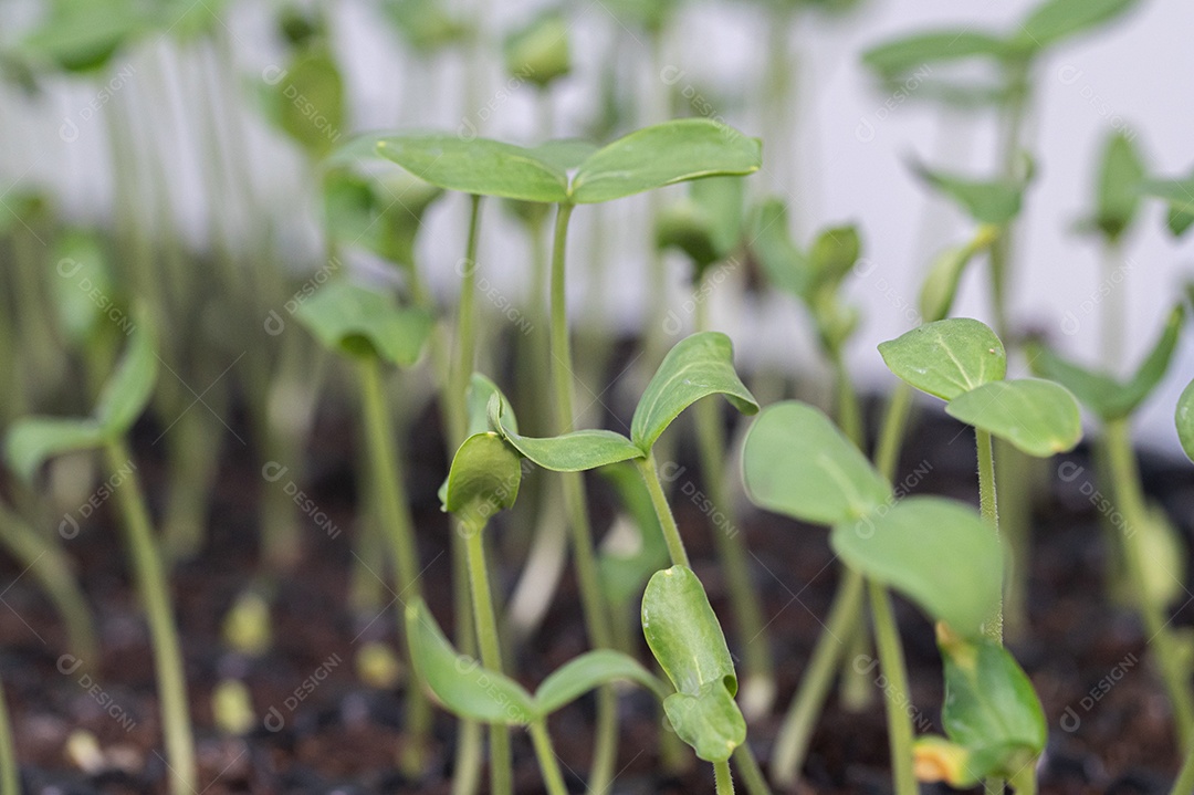 Cultive legumes e frutas em bandejas de plantio. crescente