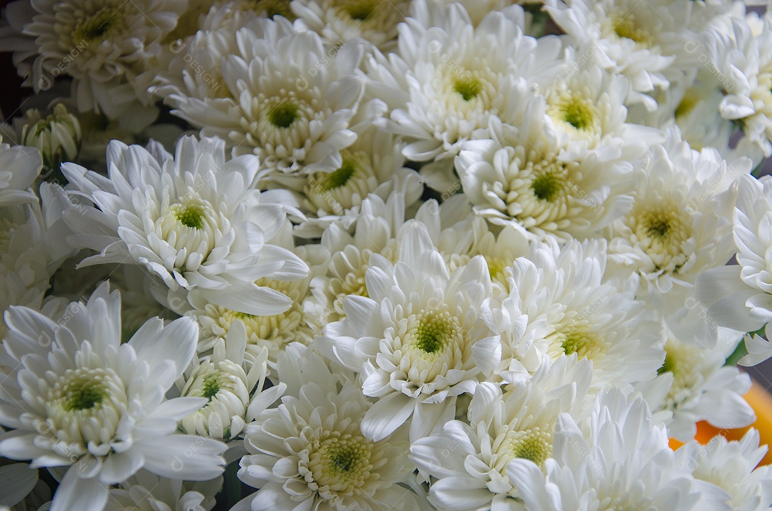 Feche o fundo da flor branca.