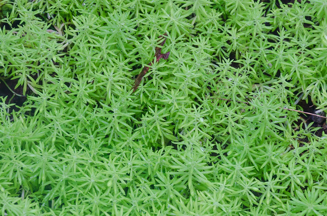 Folhas verdes tropicais em graden.