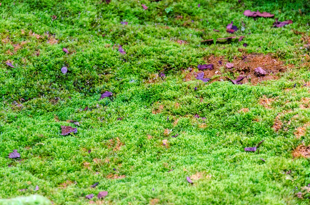 Musgo de árvore no jardim.