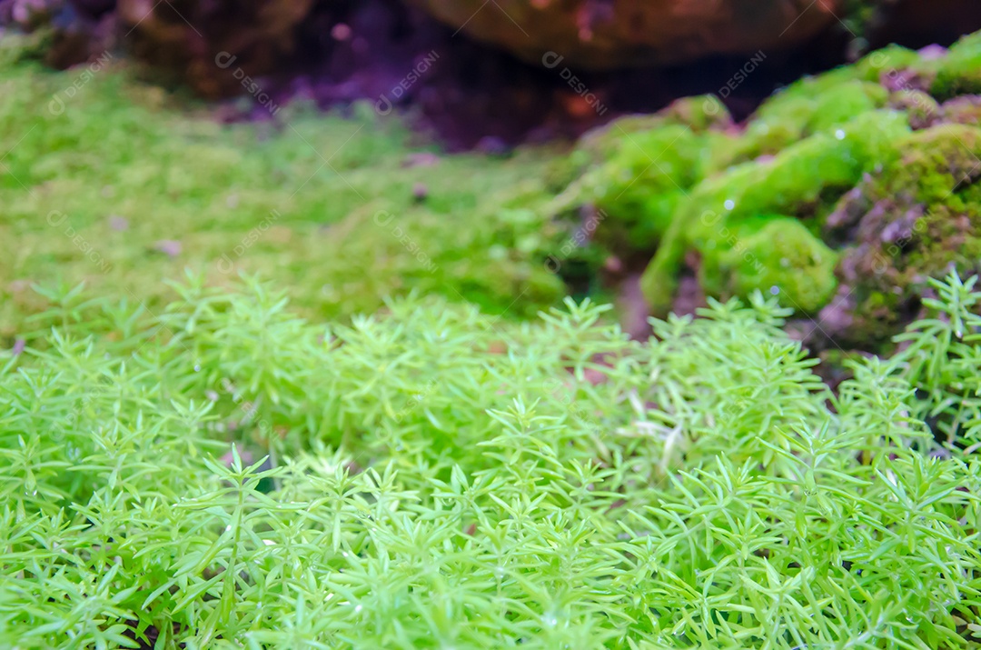 Folhas verdes tropicais em nivelado.