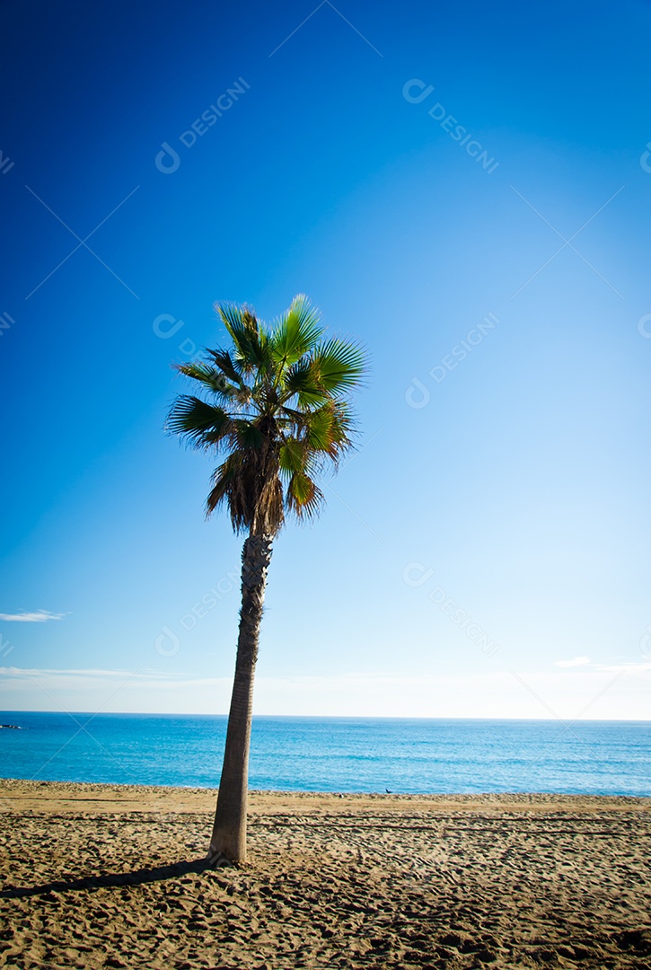 Praia e coqueiro em Barcelona, ​​​​Espanha.