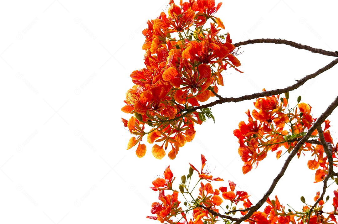 Árvore vermelha isolada de fundo branco.