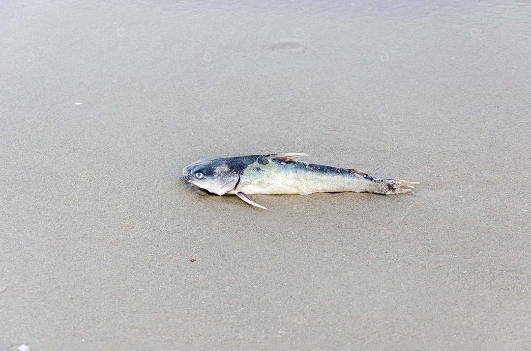Peixes mortos na praia.