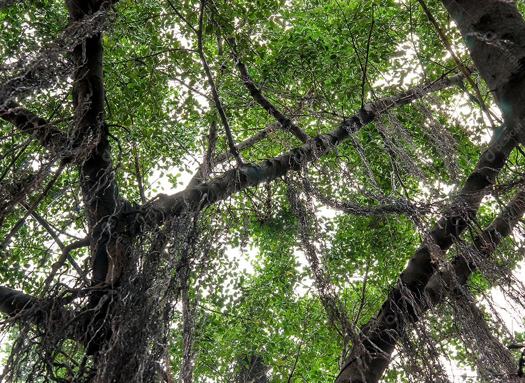 Árvore verde floresta.