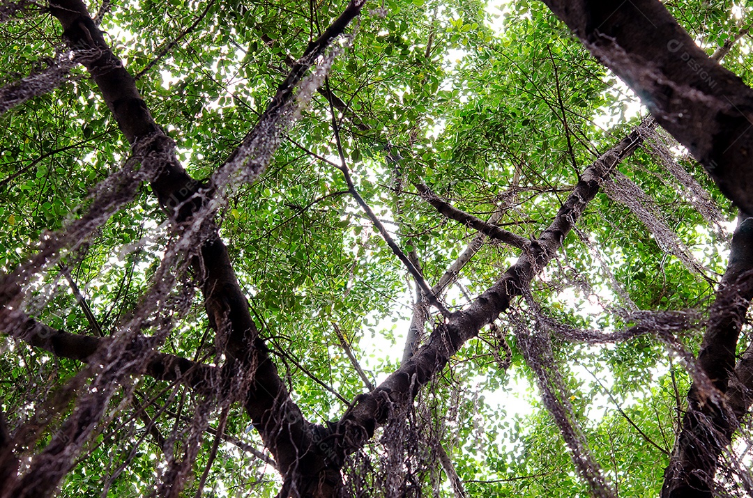 Árvore verde floresta.