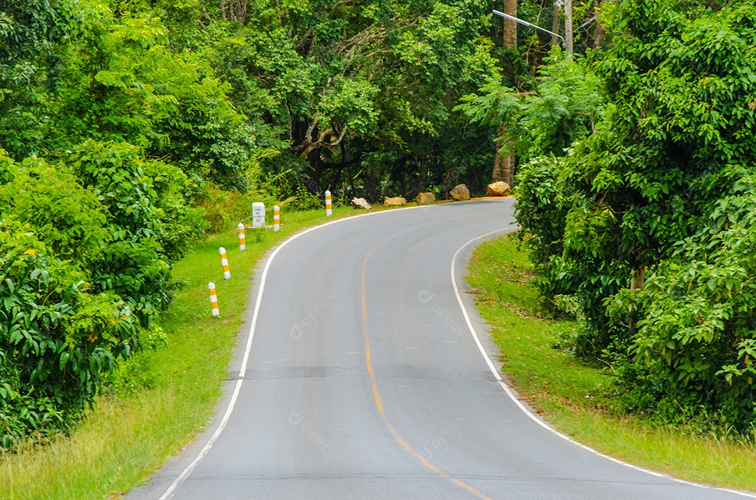 Estrada florestal no Parque Nacional.