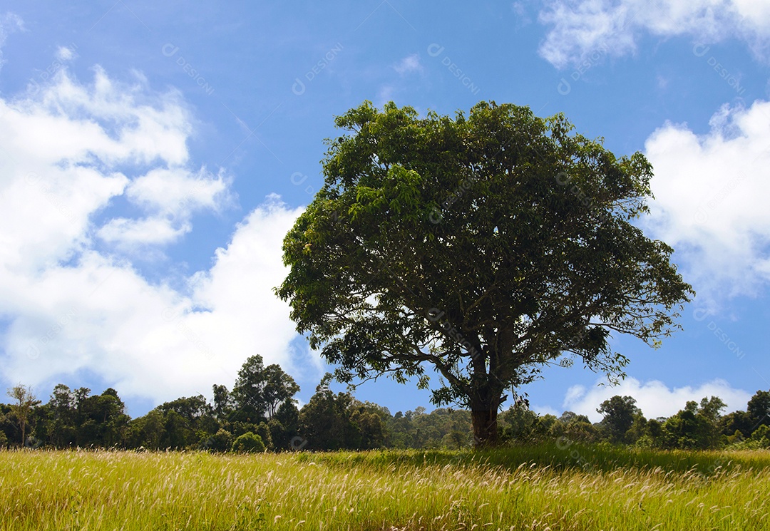 Árvore e céu dia de verão. Paisagem de verão.