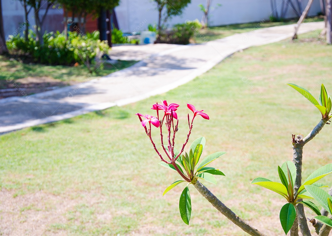 Árvore de frangipani no jardim.