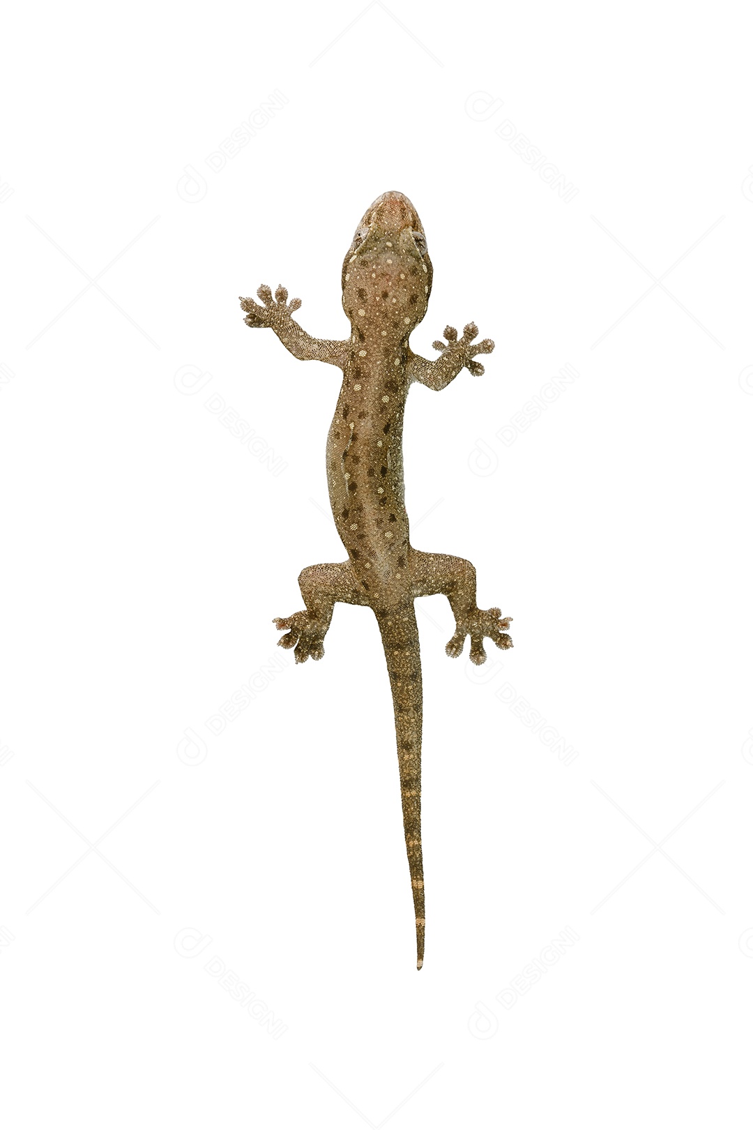 Lagarto da casa é isolado com bolinhas marrons no fundo branco e traçado de recorte