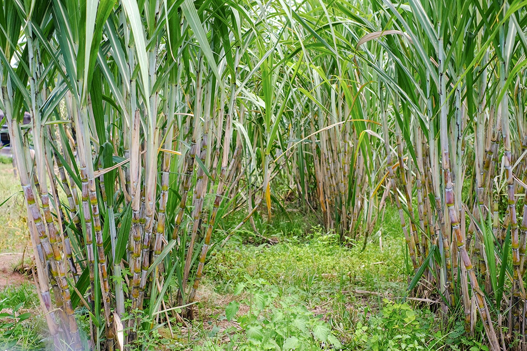 A cana-de-açúcar, nos canaviais na estação chuvosa, tem hortaliças