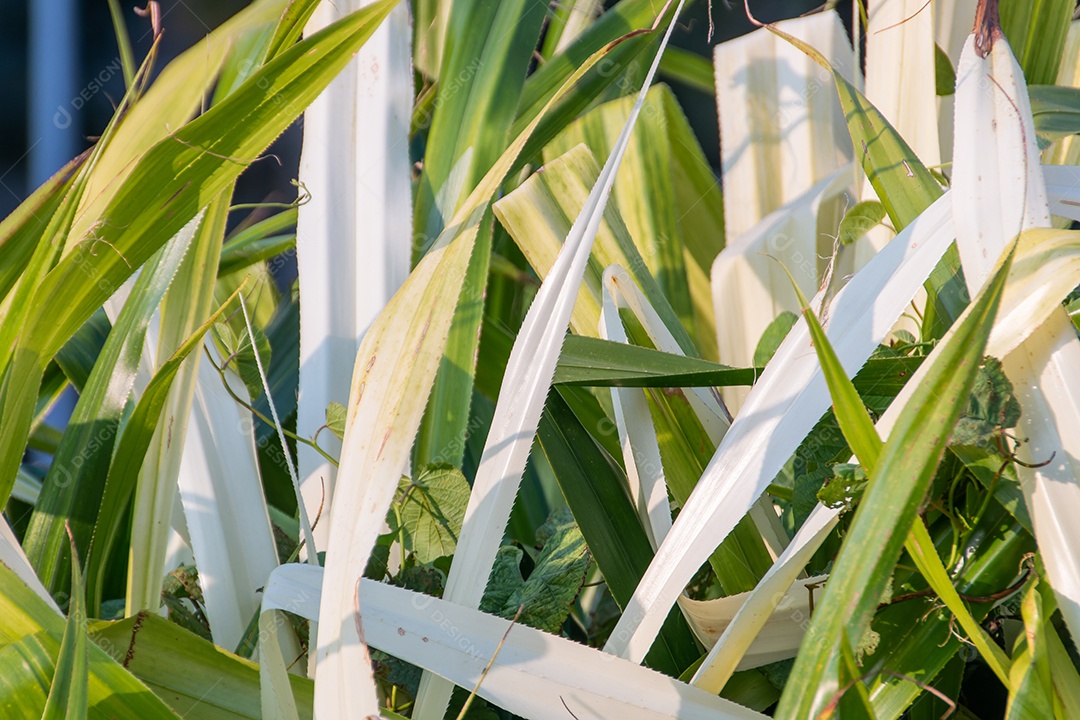 Planta Pandanus Odorifer em um jardim no Rio de Janeiro Brasil.