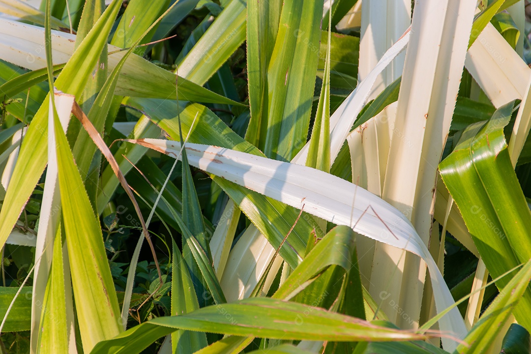 Planta Pandanus Odorifer em um jardim no Rio de Janeiro Brasil.