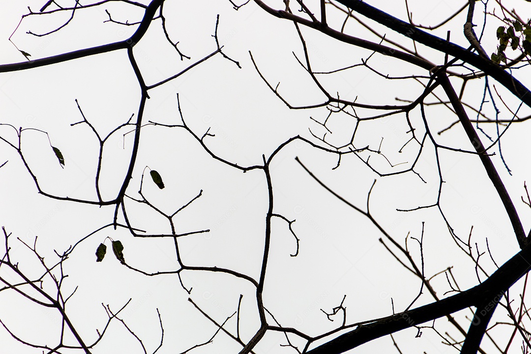 silhueta de um galho de árvore no Rio de Janeiro Brasil.