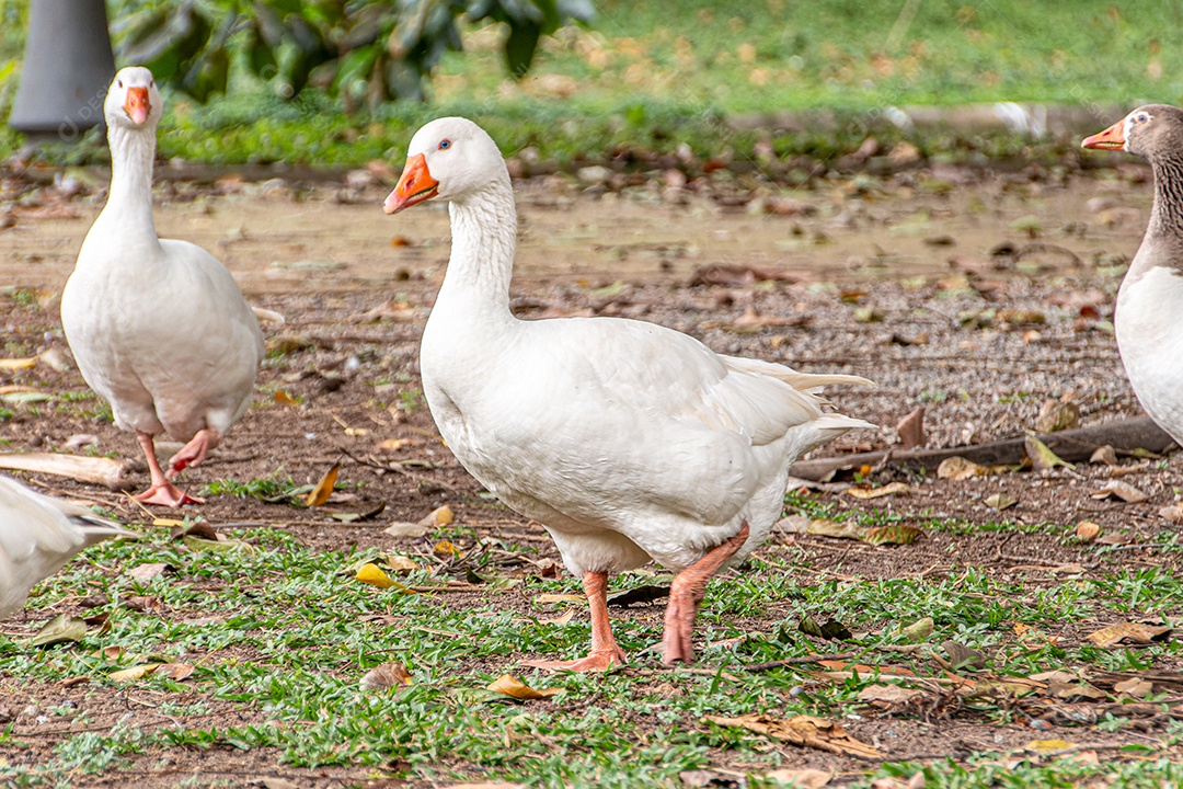 patos selvagens ao ar livre em uma praça no Rio de Janeiro Brasil.