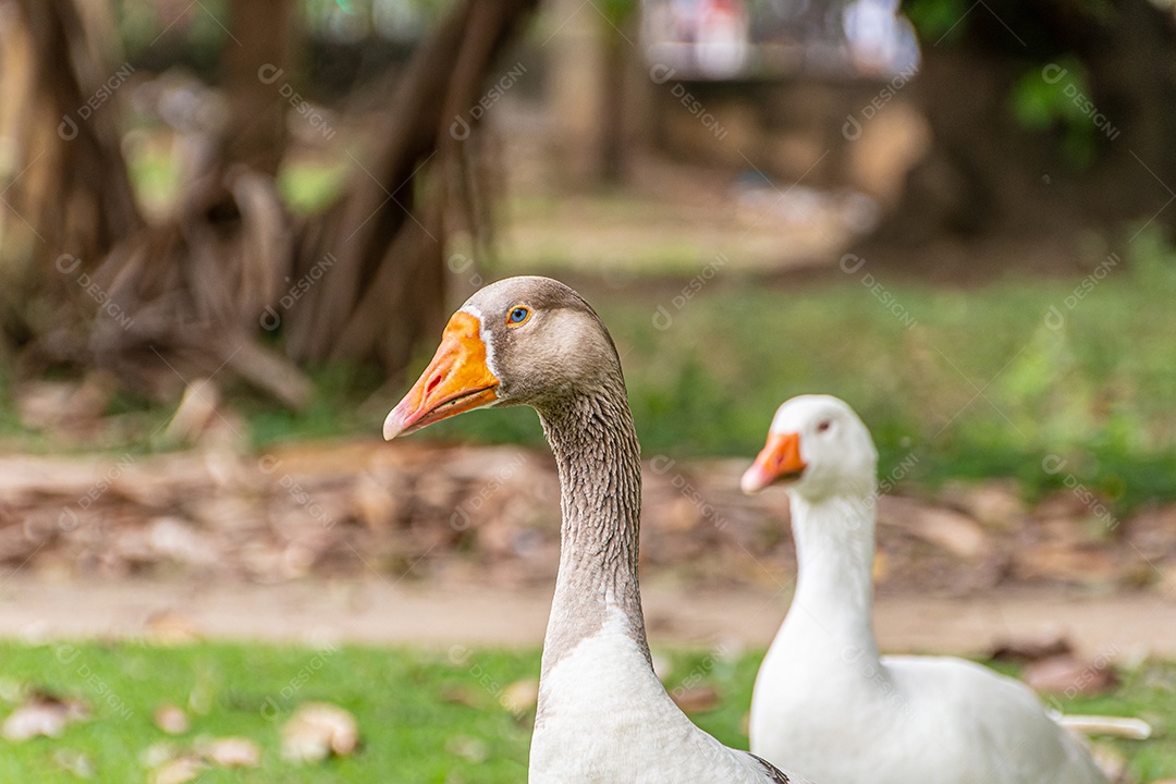 patos selvagens ao ar livre em uma praça no Rio de Janeiro Brasil.