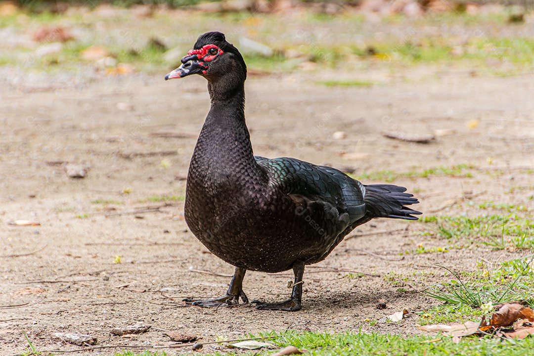 pato preto ao ar livre em uma praça no Rio de Janeiro Brasil.