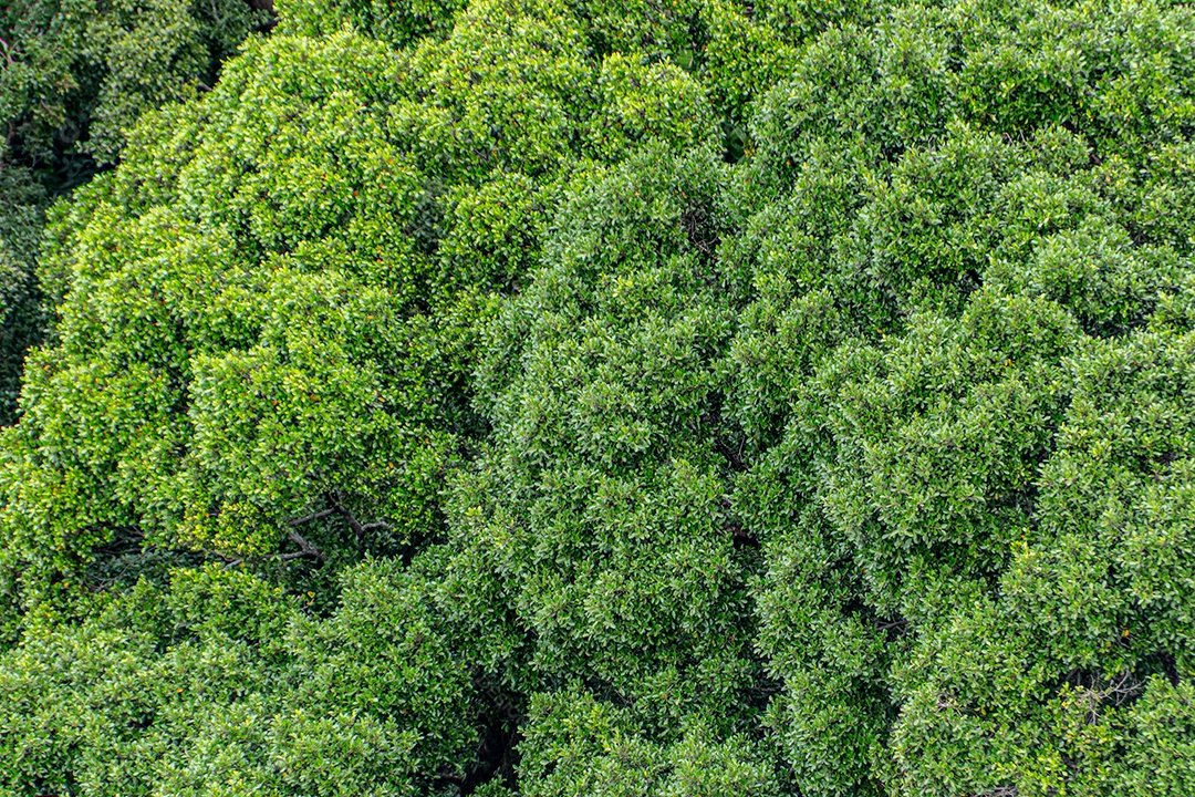 folhas de manga ao ar livre no Rio de Janeiro Brasil.