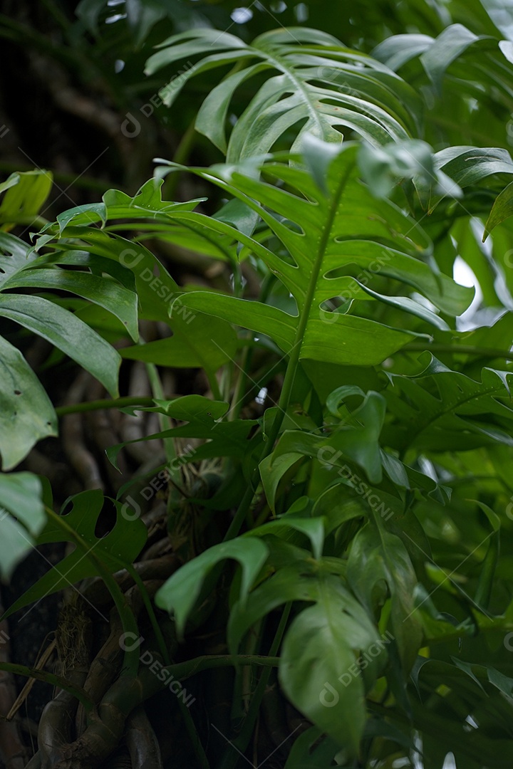 Fundo na árvore use no fundo