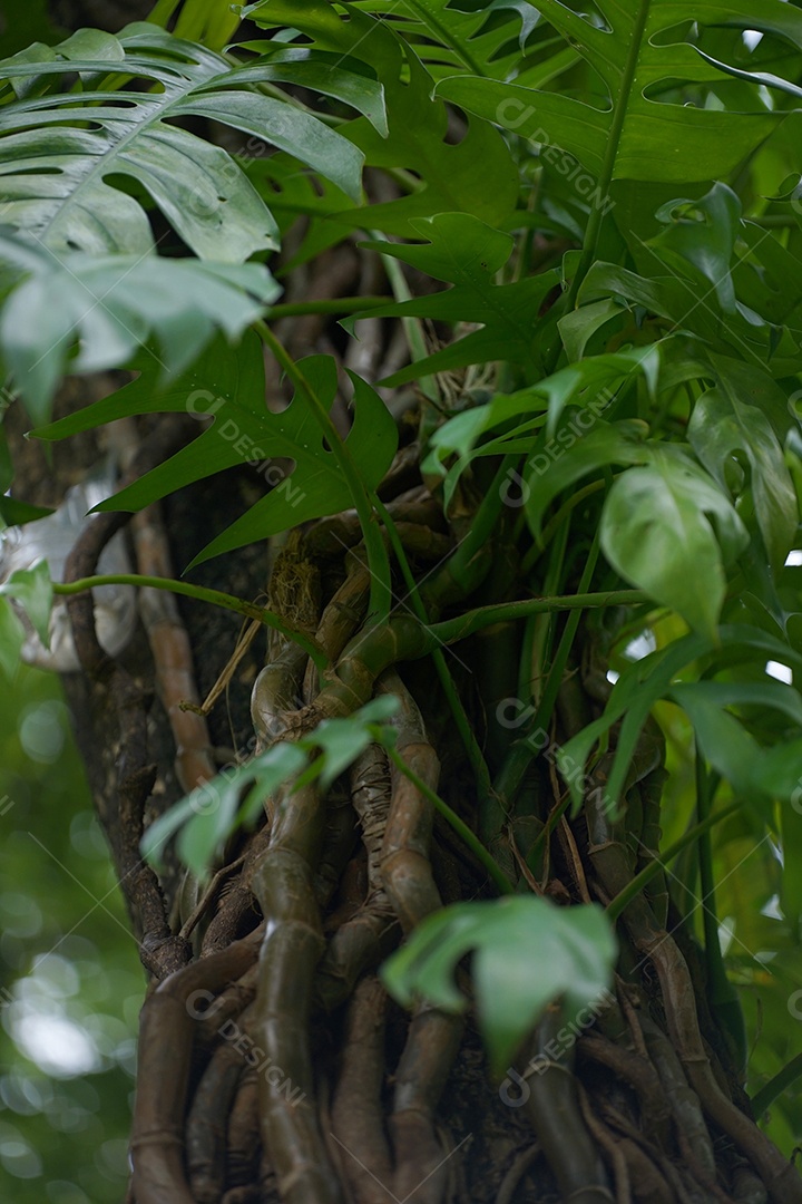 Fundo na árvore use no fundo