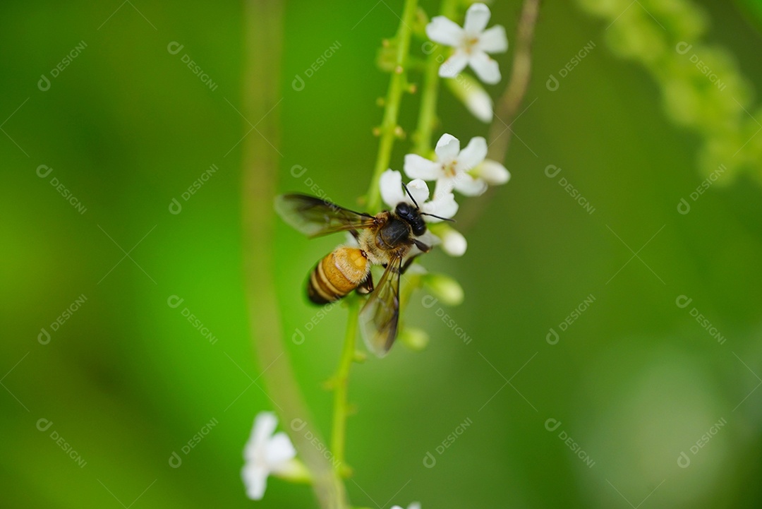 Abelha voando na flor branca