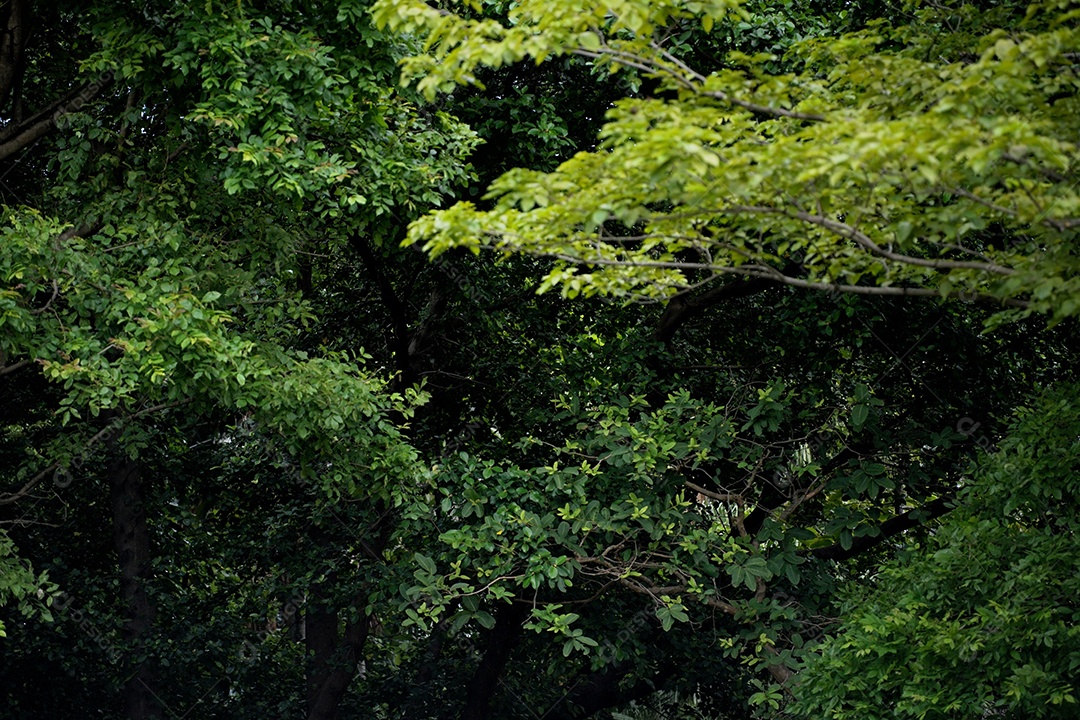 Fundo na árvore use no fundo