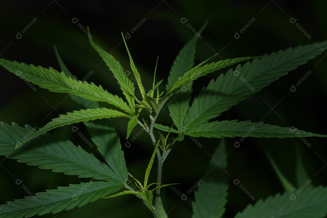 Foto de cannabis no jardim