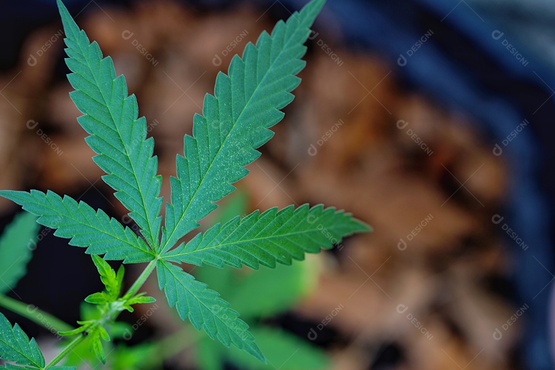 Esta é uma flor de cannabis para uso medicinal ou substâncias medicinais