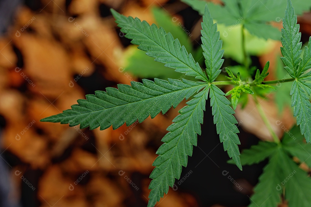 Esta é uma flor de cannabis para uso medicinal ou substâncias medicinais