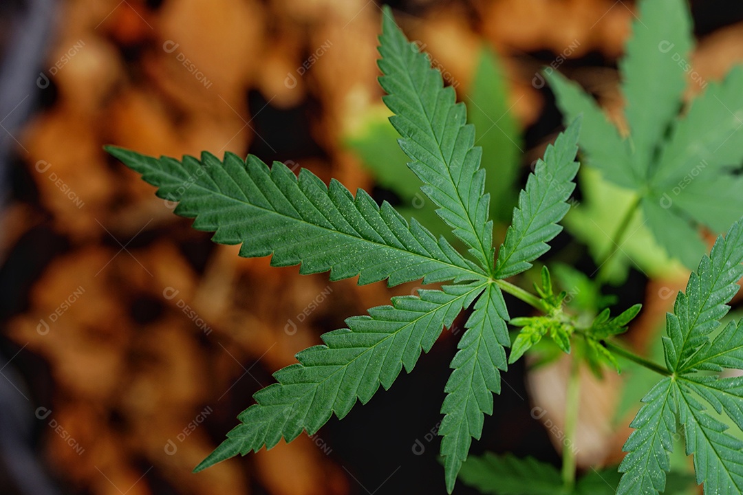 Esta é uma flor de cannabis para uso medicinal ou substâncias medicinais