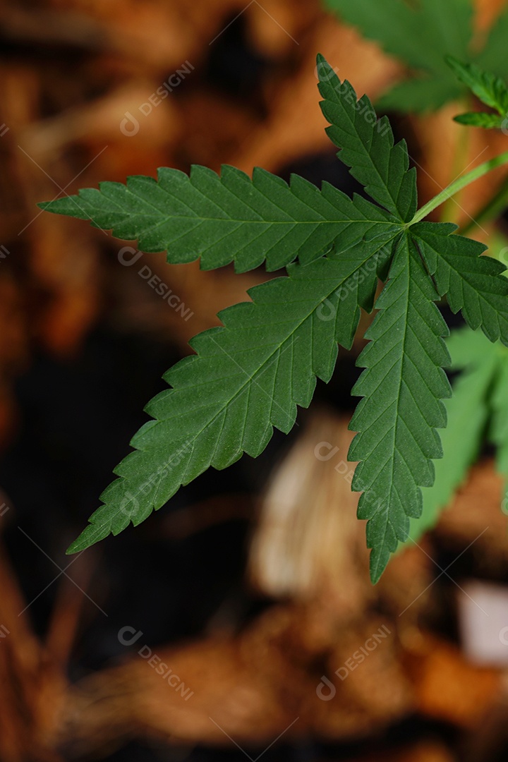 Esta é uma flor de cannabis para uso medicinal ou substâncias medicinais