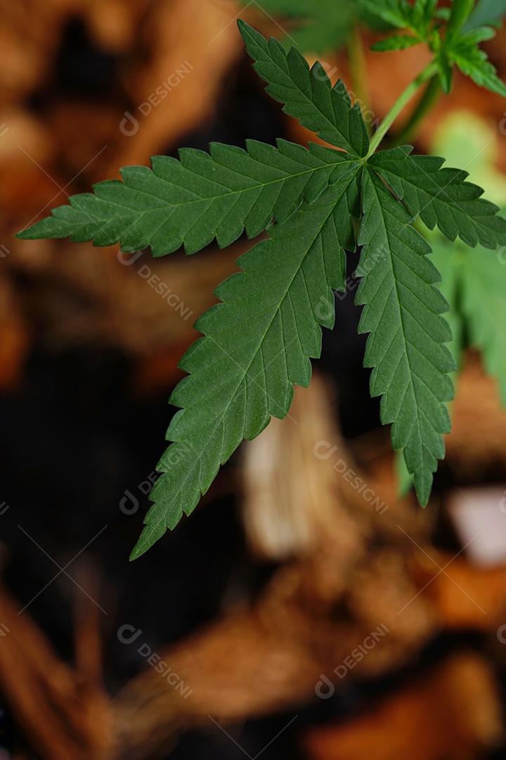 Esta é uma flor de cannabis para uso medicinal ou substâncias medicinais