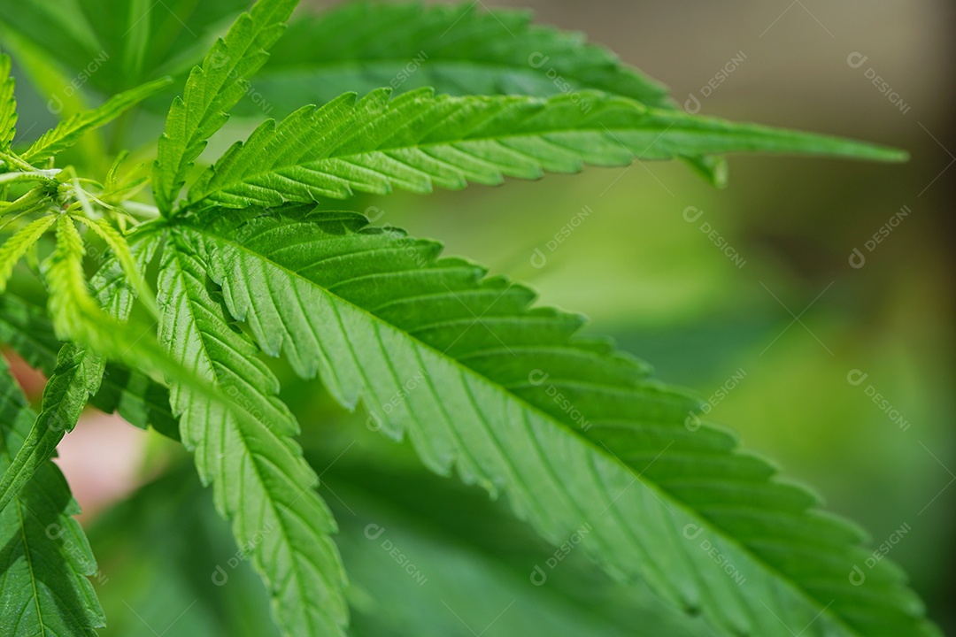 Esta é uma flor de cannabis para uso medicinal ou substâncias medicinais