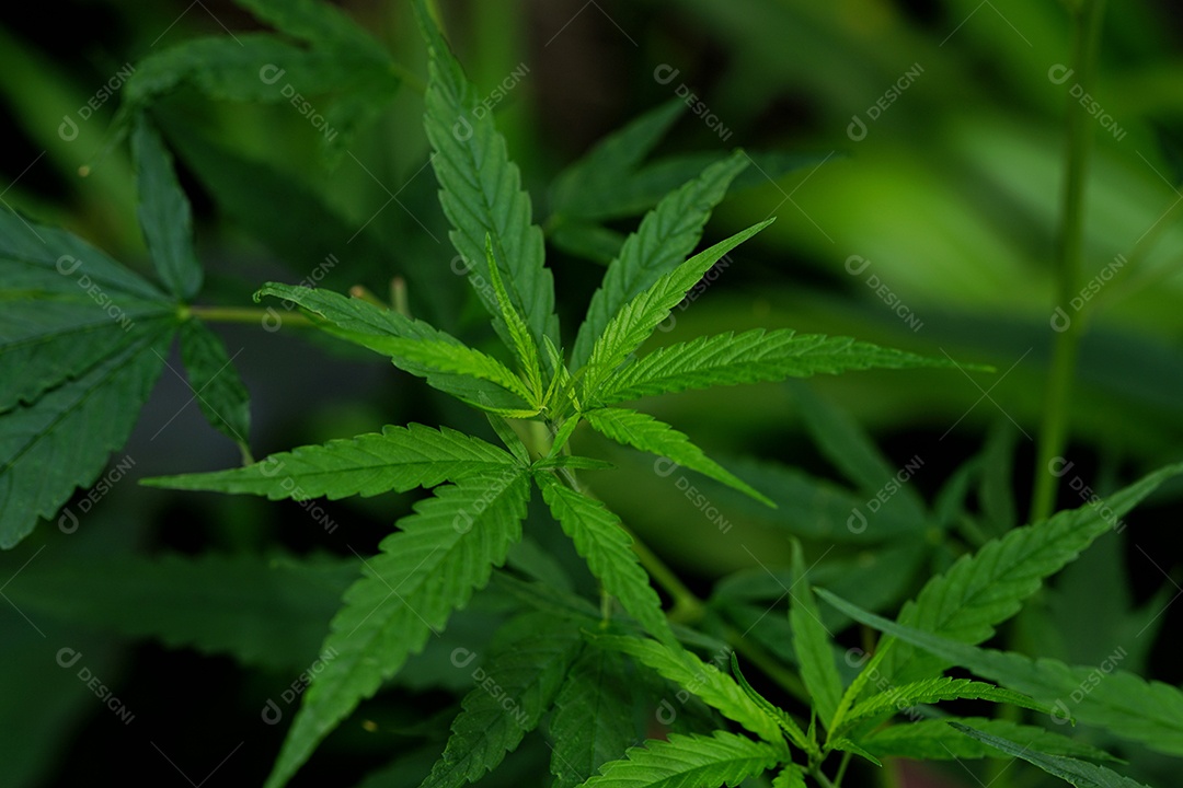 Esta é uma flor de cannabis para uso medicinal ou substâncias medicinais