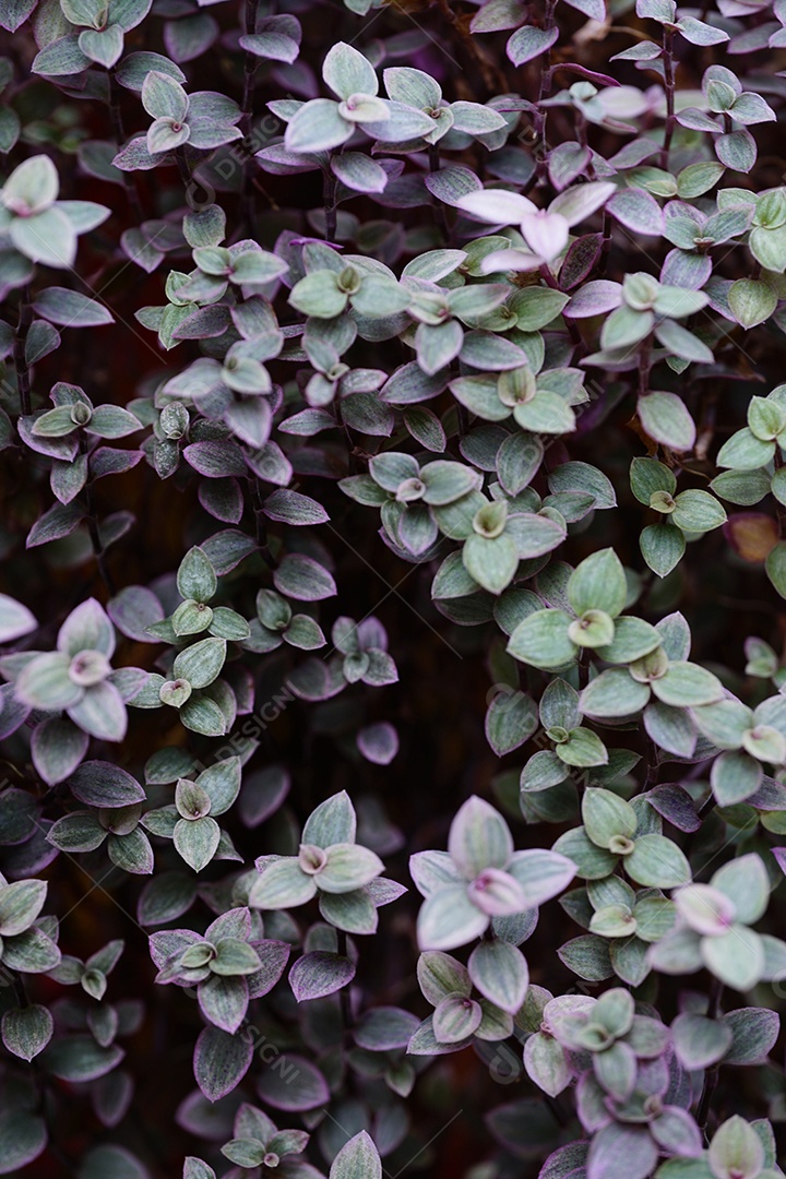 Fundo na árvore use no fundo