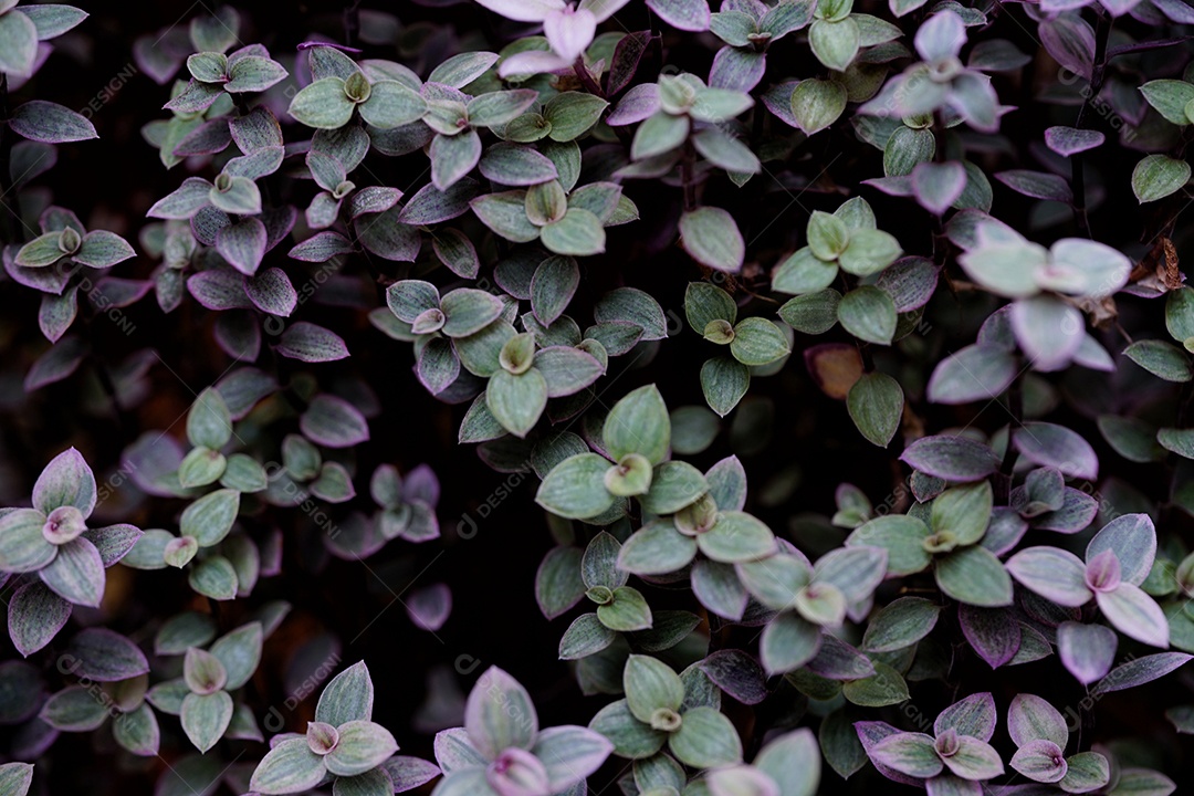 Fundo na árvore use no fundo