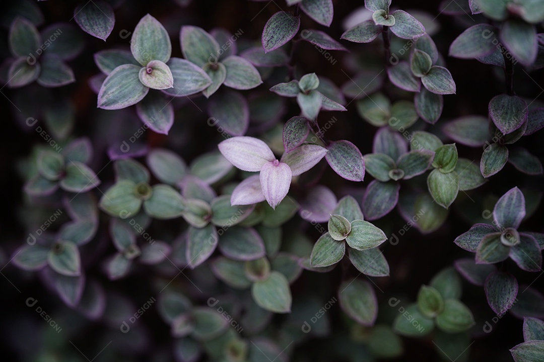 Fundo na árvore use no fundo