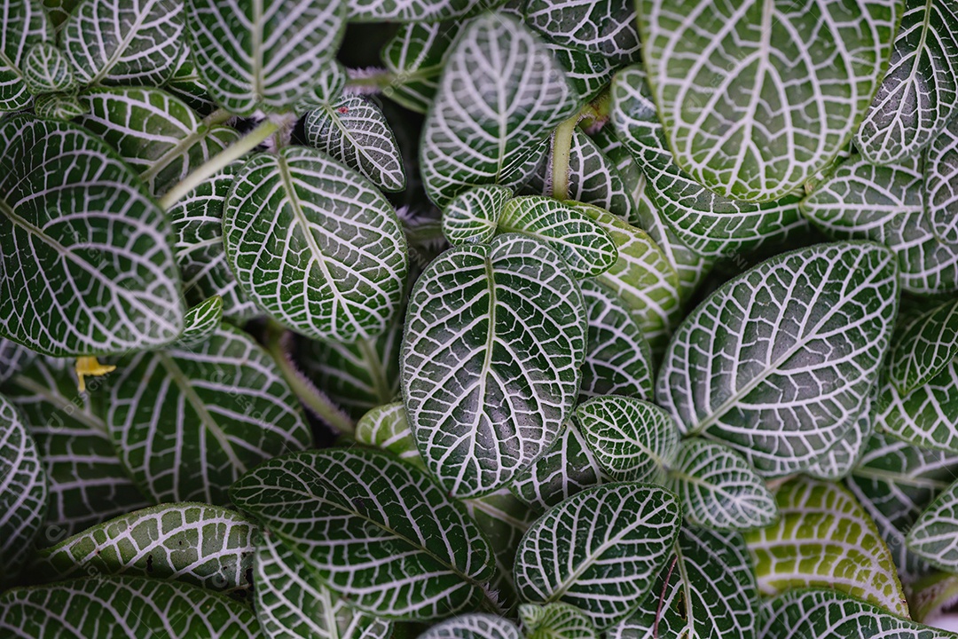 Fundo na árvore use no fundo