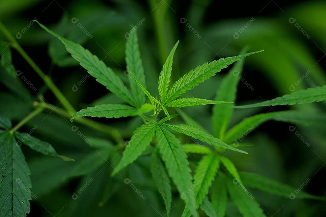 Esta é uma flor de cannabis para uso medicinal ou substâncias medicinais