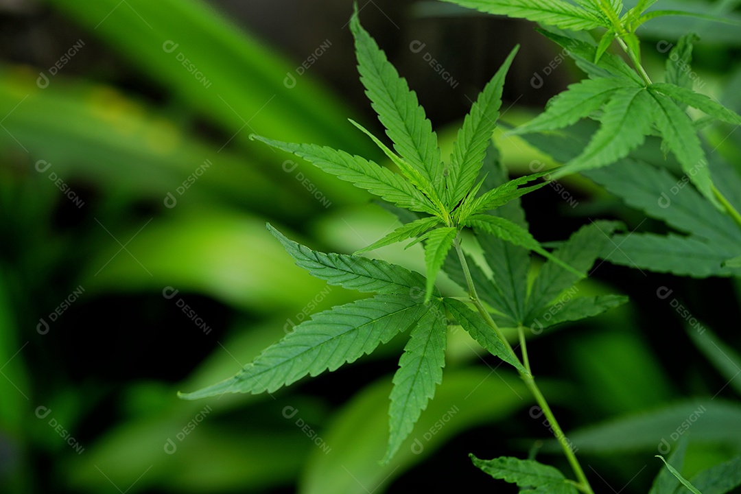 Esta é uma flor de cannabis para uso medicinal ou substâncias medicinais