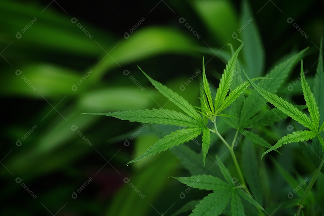 Esta é uma flor de cannabis para uso medicinal ou substâncias medicinais