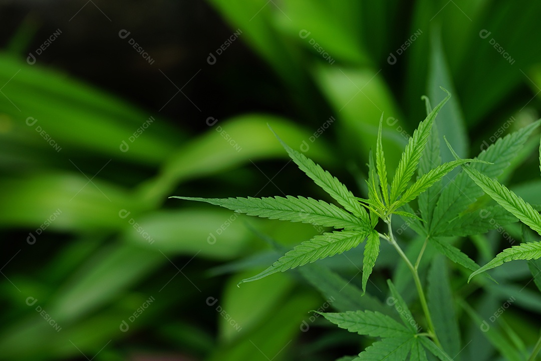 Esta é uma flor de cannabis para uso medicinal ou substâncias medicinais